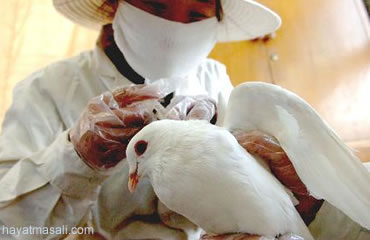 Çin'de Yeni Kuş Gribi Vakasi