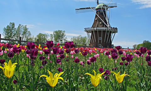 Hollanda’nın Sembollerinden Laleler ile İlgili İlginç Bilgiler