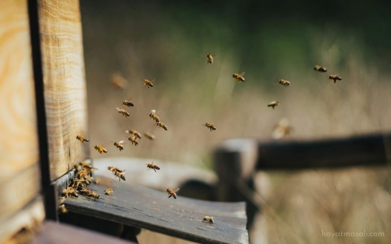 Sinsi Kötülük Nasıl Yayılır Kovan Bozulmadan Anlamak