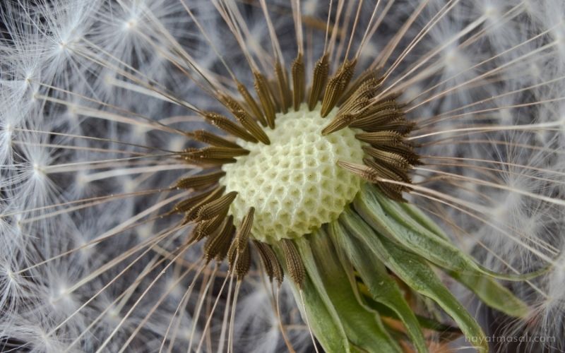 Belki de Bütün Mesele Bundan İbaret