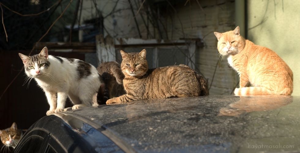 Sokak Hayvanları ve Kara Savaşı Stratejisi