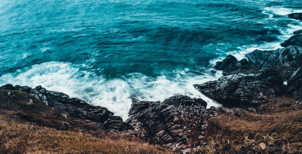 deniz-kenari