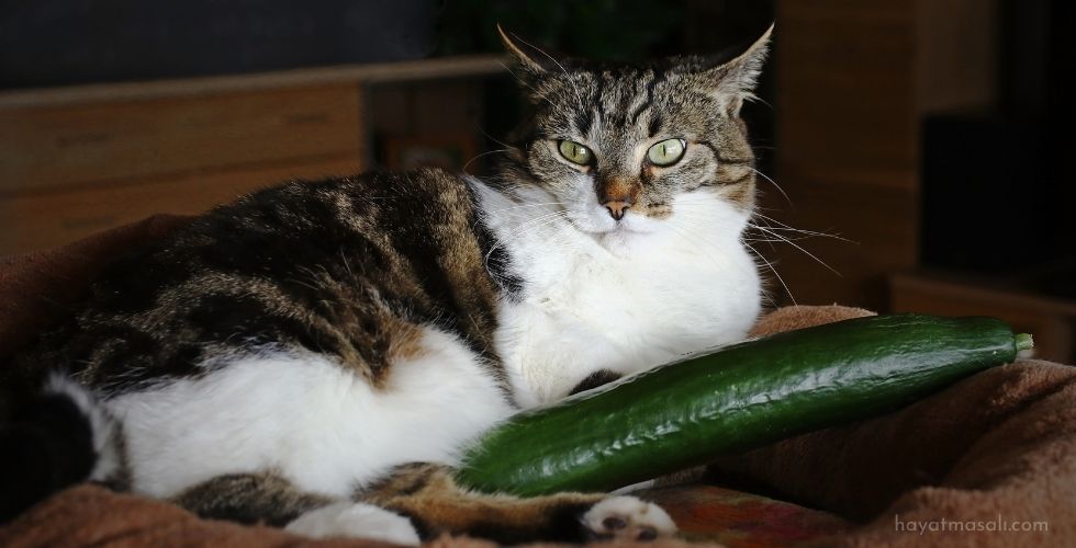 kedi-ve-salatalik