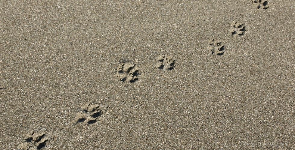 Betondaki Pati İzleri: Güneş’in Kendi Gezegenine Dönüşü
